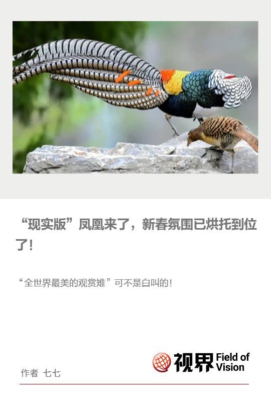 芙蓉锦鸡图